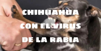 virus de la rabia en chihuahuas