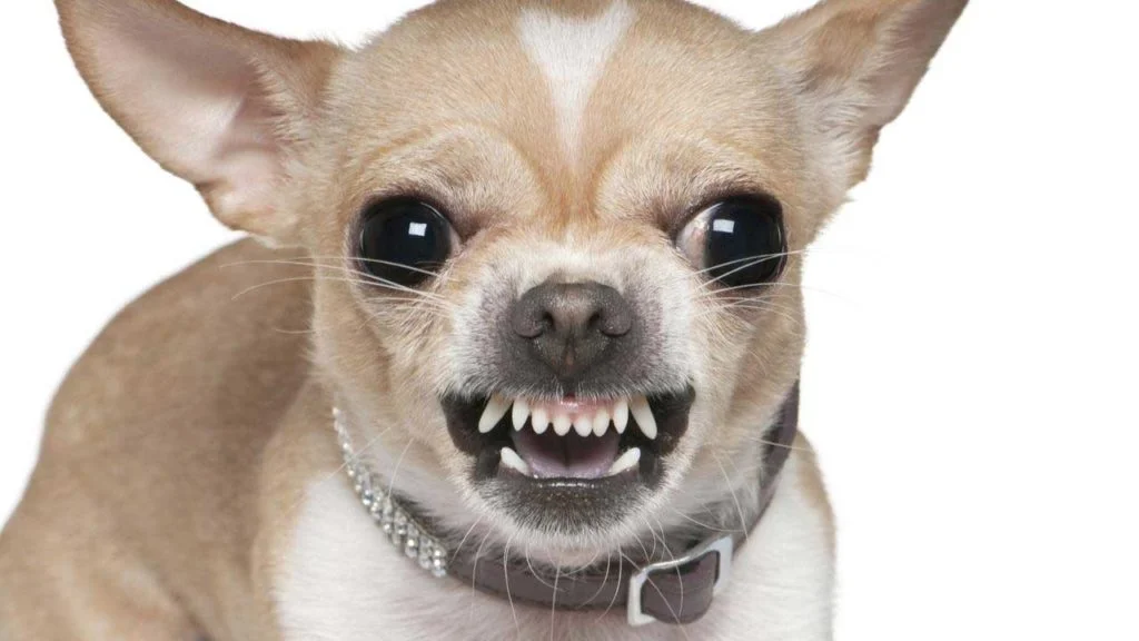 Chihuahua con el virus de la rabia