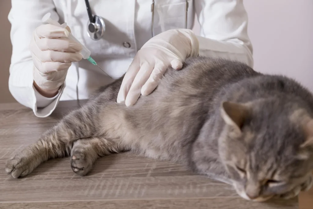 Cuánto cuesta la vacuna para la rabia en gatos