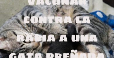 vacunar contra la rabia a una gata preñada