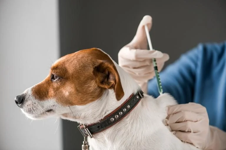 Cuánto cuesta la vacuna para la rabia en perros