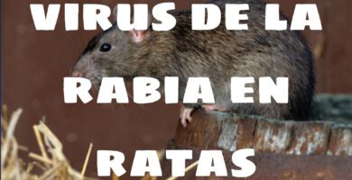 rabia en ratas